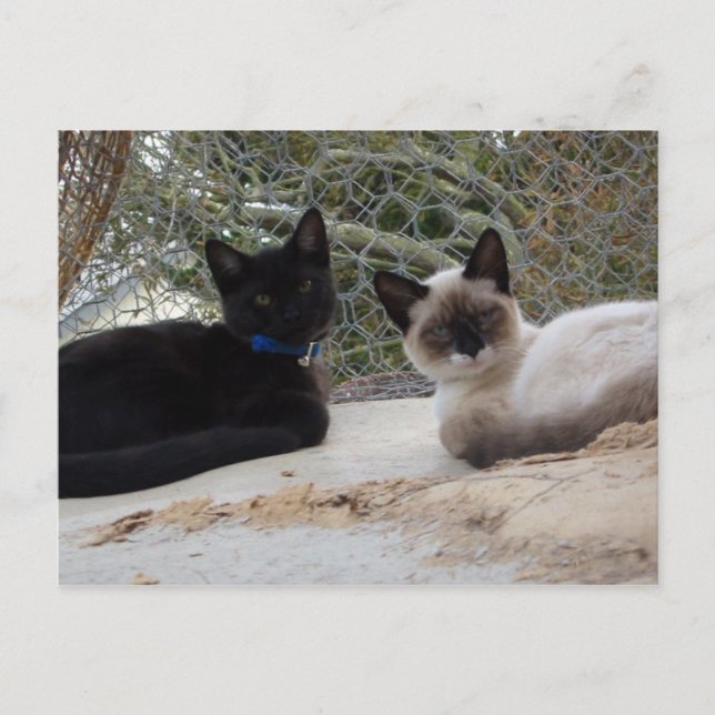 Cartão Postal Cowboy & Shiva (Frente)