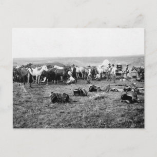 Cartão Postal Cowboys Amarrando Cavalos: 1906