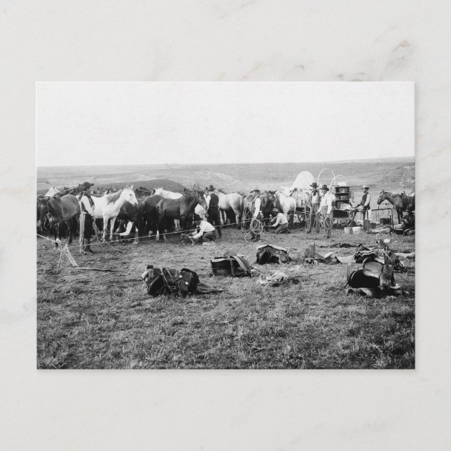 Cartão Postal Cowboys Amarrando Cavalos: 1906 (Frente)