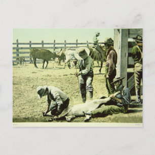 Cartão Postal Cowboys americanos branding um vitelo, c.1900 (fot