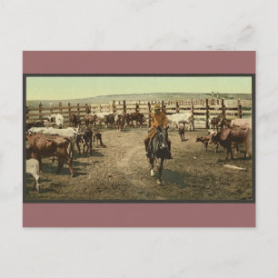 Cartão Postal Cowboys e vacas