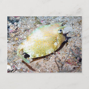 Cartão Postal Cowfish rabiscado