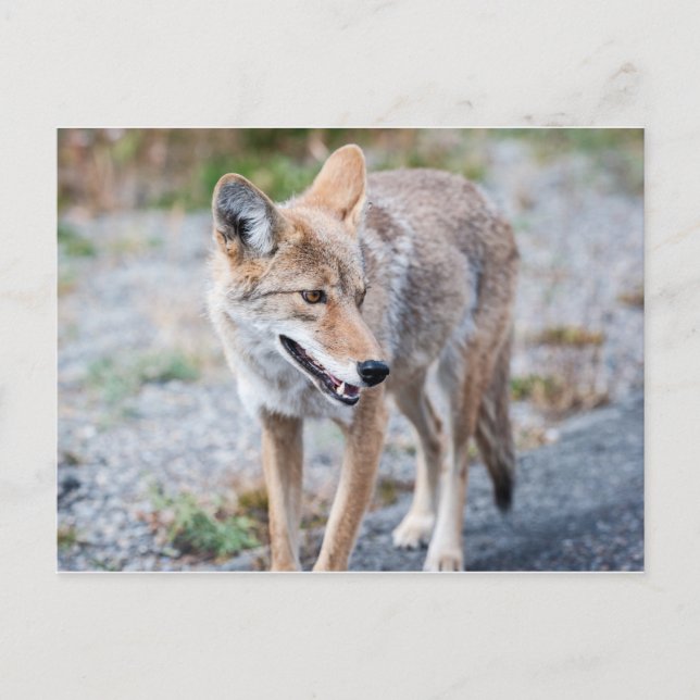Cartão Postal Coyote no Parque Nacional de Yellowstone (Frente)