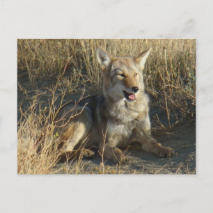 Cartão Postal Coyote R18 Deitado