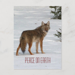 Cartão Postal Coyote solitário no cartão-postal de neve