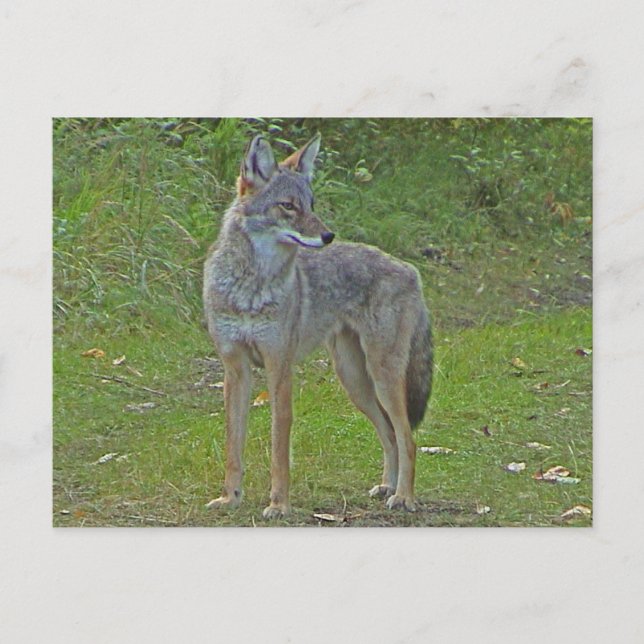 Cartão Postal Coyote (vista lateral) (Frente)