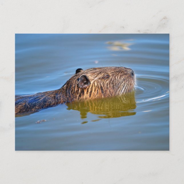Cartão Postal Coypu de close-up nadando em lagoa (Frente)