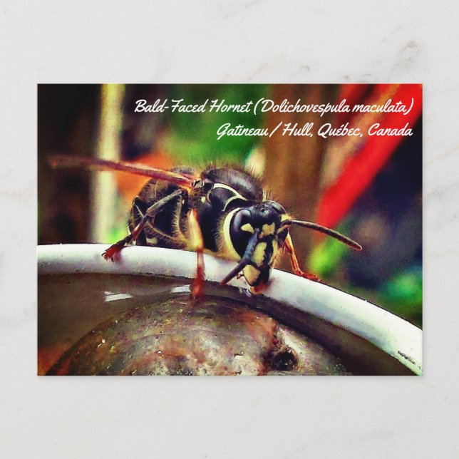 Cartão Postal Cozinha (Dolichovespula maculata) (Frente)