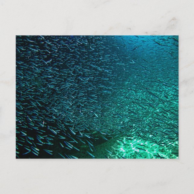 Cartão Postal Cozumel México (Frente)