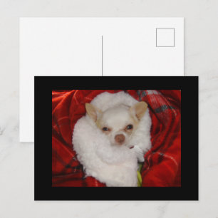 Cartão postal Cozy Chihuahua