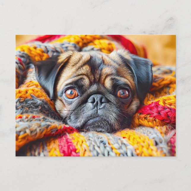 Cartão Postal Cozy Pug Wrapped in Knitted Blanket (Frente)