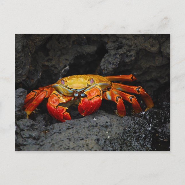 Cartão Postal Crab Grapsus Grapsus Das Ilhas Galápagos (Frente)