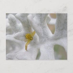 Cartão Postal Crab Spider Thomisidae no Cartão-postal Dusty Mil