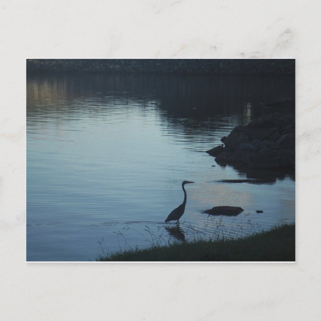 Cartão Postal Crane no lago de Sunset (Frente)