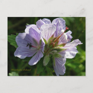 Cartão Postal Cranesbill Geraniums, ilha de Unalaska