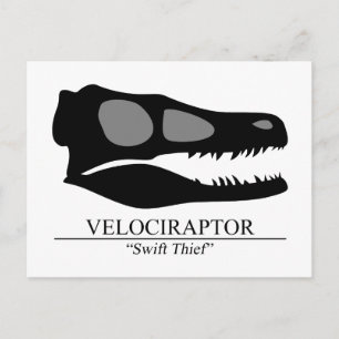 Cartão Postal Crânio de Velociraptor