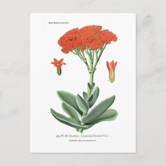 Cartão Postal Crassula falcata (Frente)