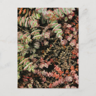 Cartão Postal Crassula perforata