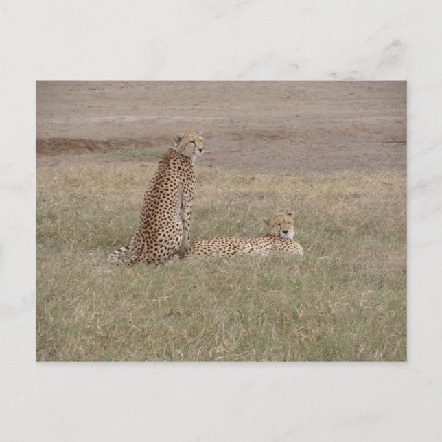 Cartão Postal Cratera Cheetahs-Ngorongoro (Frente)