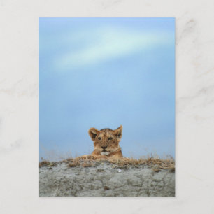 Cartão Postal Cratera de Ngorongoro, Tanzânia