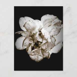 Cartão Postal Cravo