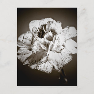 Cartão Postal Cravo