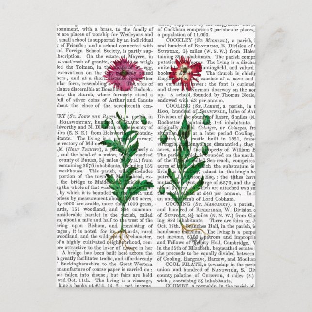 Cartão Postal Cravo italiano 3 (Frente)