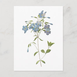 Cartão Postal crawling phlox (Phlox reptans) por Redouté