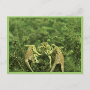 Cartão Postal Crayfish