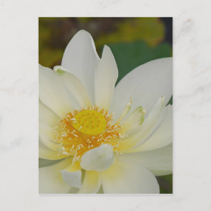 Cartão Postal Cream Water Lily02.JPG