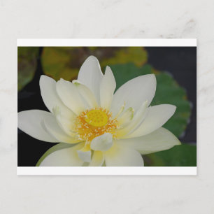 Cartão Postal Cream Water Lily02.JPG