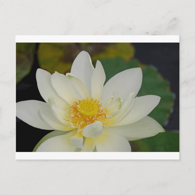 Cartão Postal Cream Water Lily02.JPG (Frente)