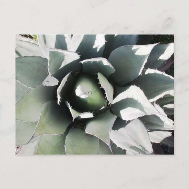 Cartão Postal Creel, Cobre Canyon, México (Frente)