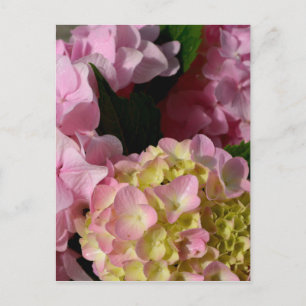 Cartão Postal Creme cor-de-rosa Hydrangeas amarelas cor-de-rosa