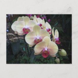 Cartão postal creme e orquídea cor-de-rosa