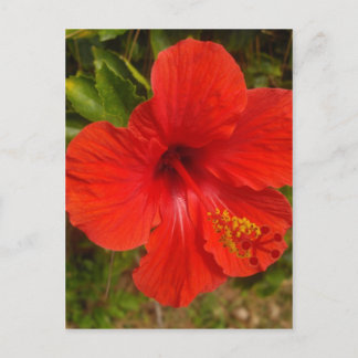 Cartão Postal Cremson Hibiscus Glow