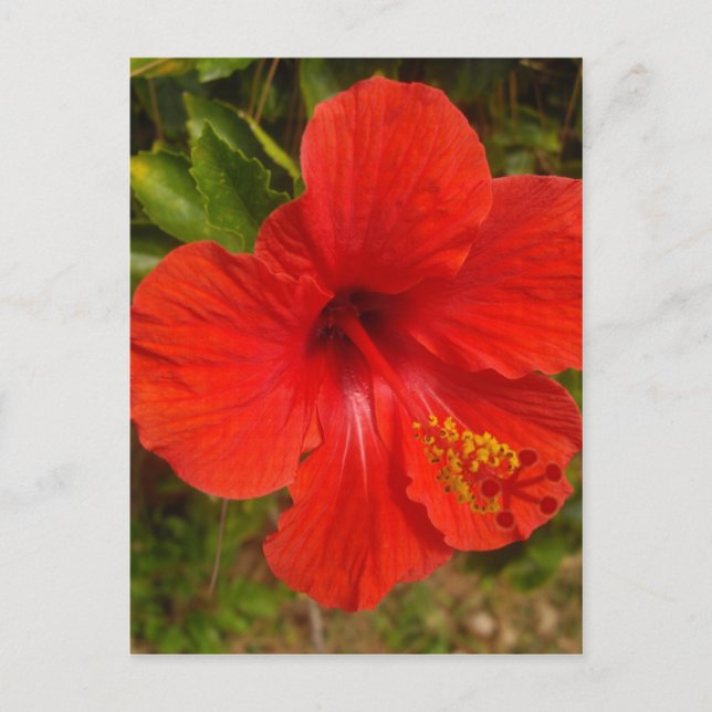 Cartão Postal Cremson Hibiscus Glow (Frente)