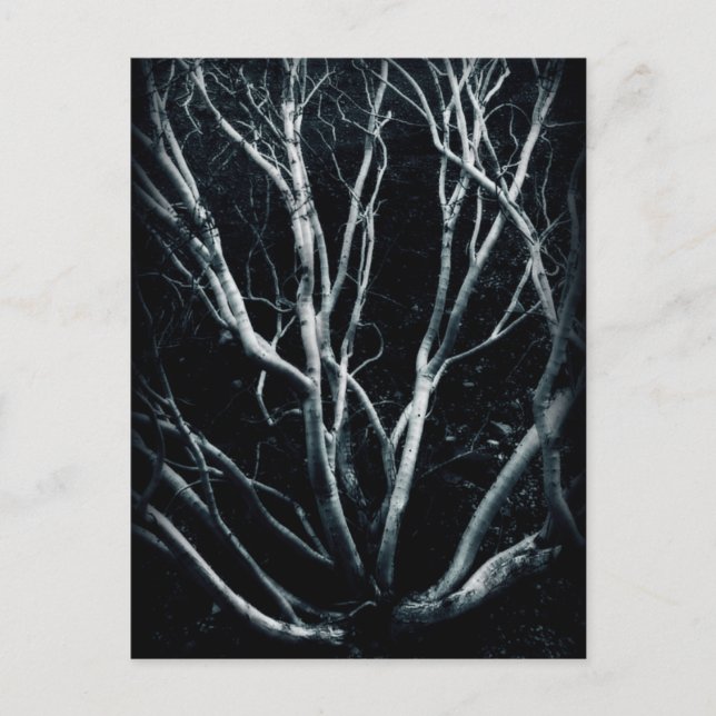 Cartão Postal Creosote Bush 2614 (Frente)