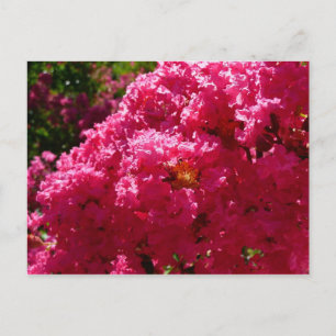 Cartão Postal Crepe Myrtle Tree Magenta Floral