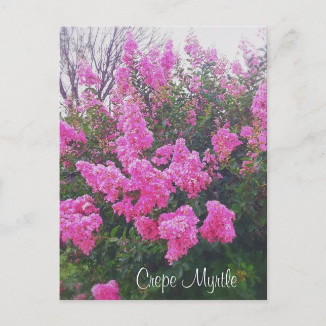 Cartão Postal Crepe Rosa Myrtle Nature Art Foto com Texto (Frente)