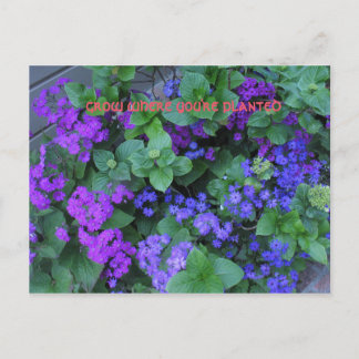 Cartão Postal cresça onde você está plantado