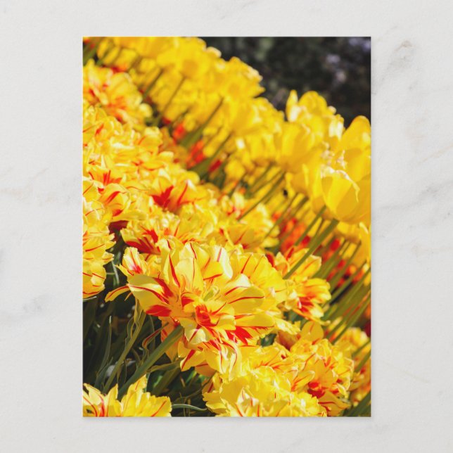 Cartão Postal Crescendo em Dourado (Frente)