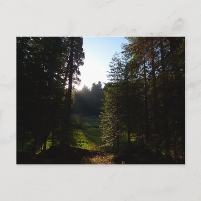 Cartão Postal Crescent Meadow Morning no Parque Nacional de Sequ (Frente)