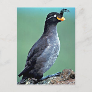 Cartão Postal Crested Auklet, Kiska Island, Alasca