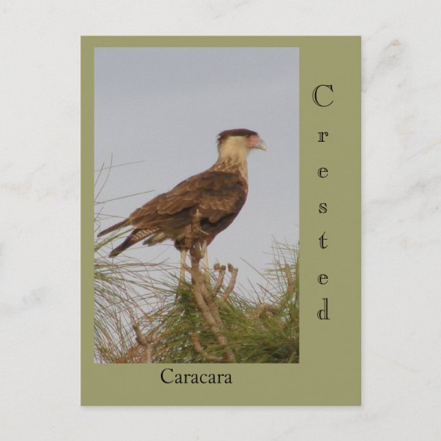 Cartão Postal Crested Caracara (Frente)