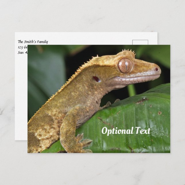 Cartão Postal Crested Gecko em folha (Frente/Verso)