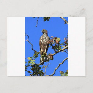 Cartão Postal Crested Hawk Eagle no Sri Lanka