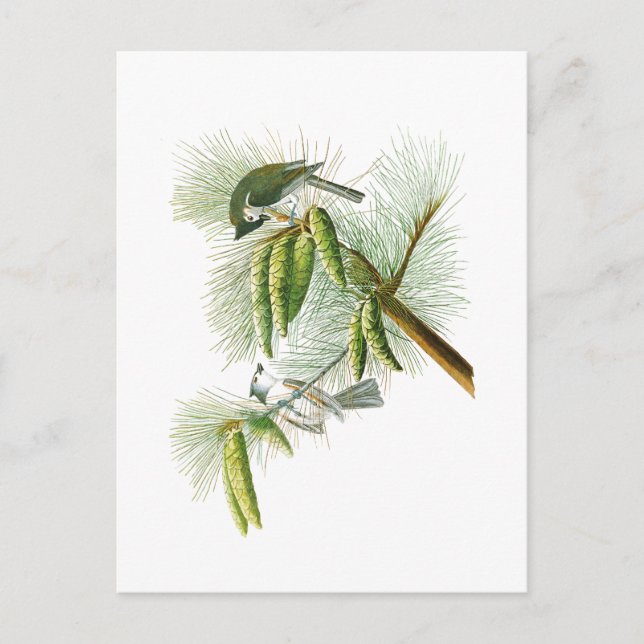 Cartão Postal Crested Titmouse John James Audubon Birds América (Frente)