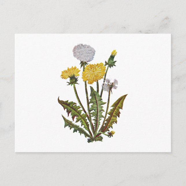 Cartão Postal Crewel Embroiderado Ouro Dandy Lions (Frente)