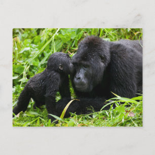 Cartão Postal Criança Montanha Gorilla Kisses Silverback Gorilla